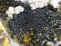 Fuscopannaria leucostictoides