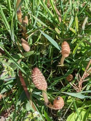 Equisetum arvense