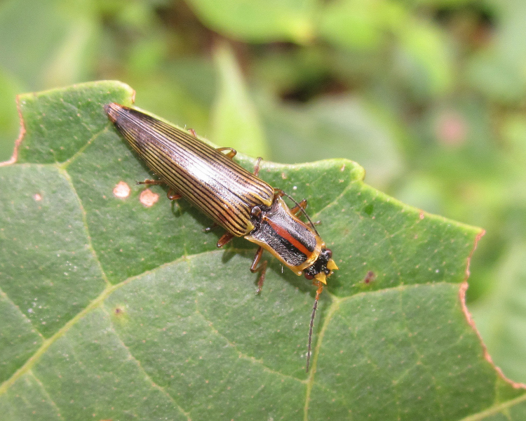 Semiotus perangustus