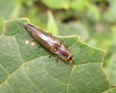 Semiotus perangustus