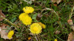 Tussilago farfara