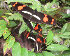 Heliconius telesiphe