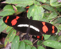 Heliconius telesiphe