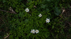 Anemonoides nemorosa