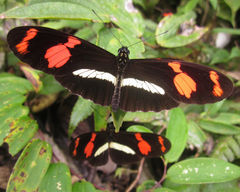 Heliconius telesiphe
