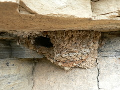 Cecropis cucullata