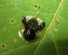 Plagiometriona clarki