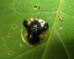 Plagiometriona clarki