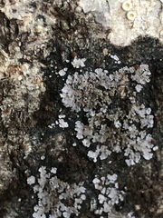 Fuscopannaria leucostictoides