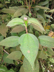 Miconia capitellata