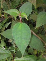 Miconia capitellata