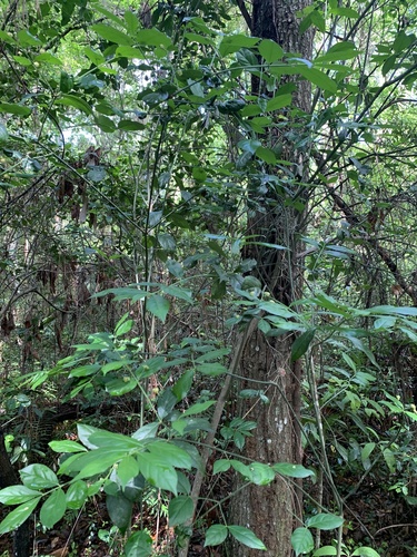 Celastraceae image