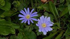 Anemonoides blanda