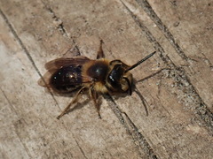 Andrena dunningi
