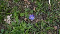 Anemonoides blanda