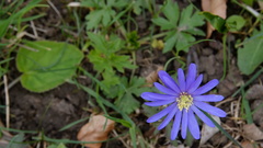 Anemonoides blanda