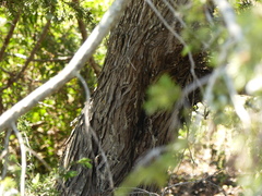 Juniperus macrocarpa