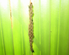 Prosopodonta scutellaris