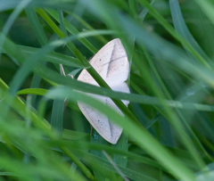 Lychnosea intermicata