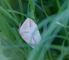 Lychnosea intermicata