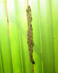 Prosopodonta scutellaris