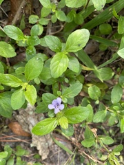 Dyschoriste humistrata
