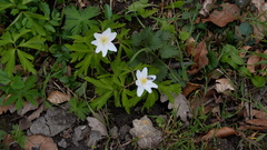 Anemonoides nemorosa