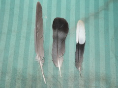 Columba guinea phaeonota