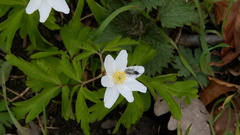 Anemonoides nemorosa