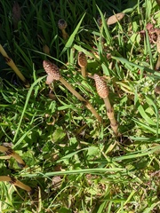Equisetum arvense
