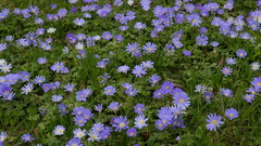 Anemonoides blanda