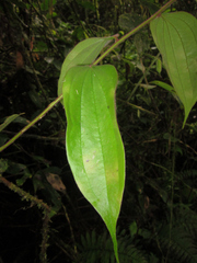 Psammisia pauciflora