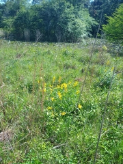 Baptisia sphaerocarpa