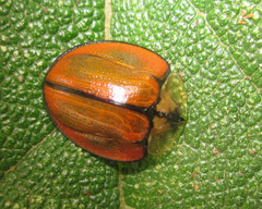 Orexita