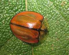 Orexita