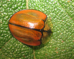 Orexita