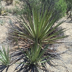 Yucca schidigera