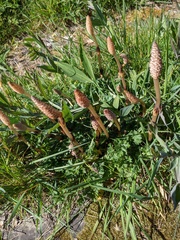 Equisetum arvense