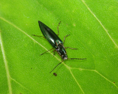 Agelasinus