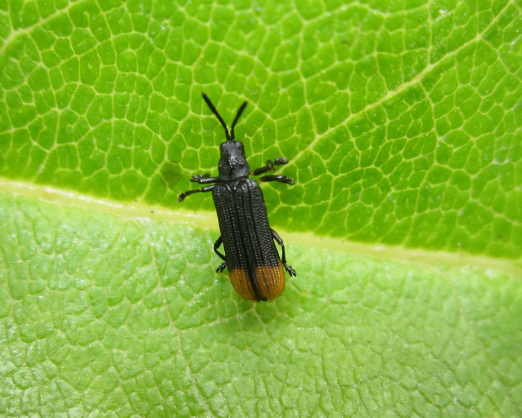 Sternolispa