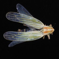 Dikraneura angustata