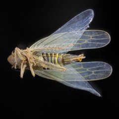 Dikraneura angustata