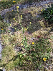 Sisymbrium officinale