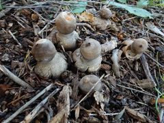 Geastrum fornicatum