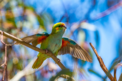 Parvipsitta porphyrocephala