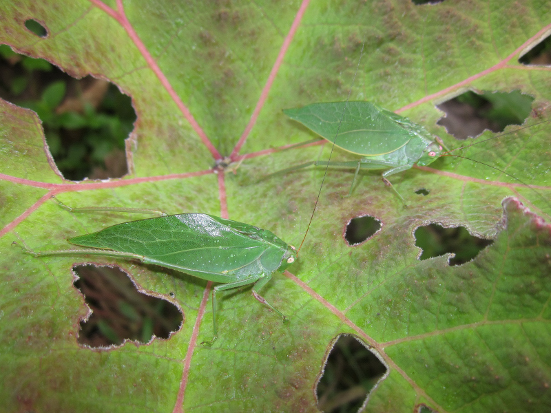 Syntechna olivaceoviridis