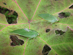 Syntechna olivaceoviridis