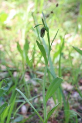 Fritillaria biflora ineziana