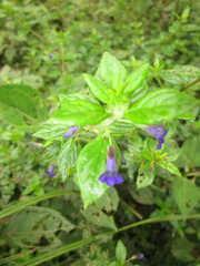 Stemodia suffruticosa