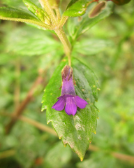 Stemodia suffruticosa